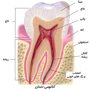 ساختار ریشه دندان
